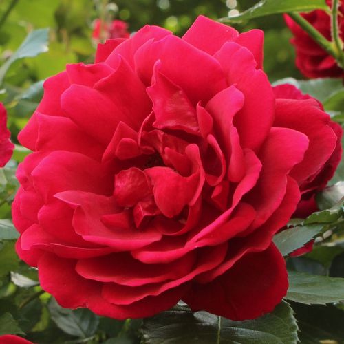 Vendita, rose rose climber - rosso - Rosa Demokracie™ - rosa non profumata - Jan Böhm - Grappolo fiorito, bei colori, ideale per decorare la pergola